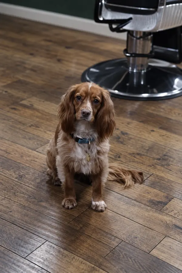 Sally, the shop dog, sitting beside a barber chair